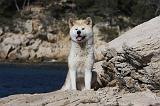 AKITA INU 335
